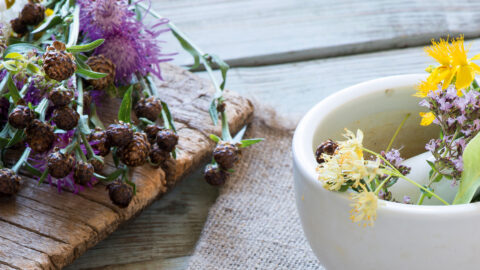 Die Kraft der Pflanzen